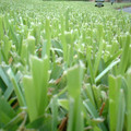 DSCF0045.JPG