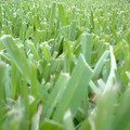 cutgrass.JPG