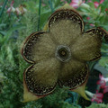 DSCF0265.JPG