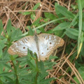 DSCF6500.JPG