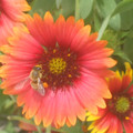 DSCF6501.JPG