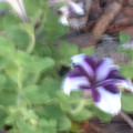 DSCF0040.JPG