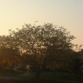 cooltree.JPG