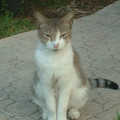 my_cat_punk.JPG