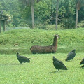 DSCF0075.JPG