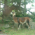 DSCF0077.JPG