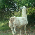 DSCF0078.JPG