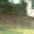 DSCF0079.JPG