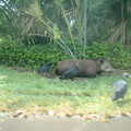 DSCF0080.JPG