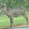 DSCF0083.JPG