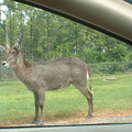 DSCF0084.JPG