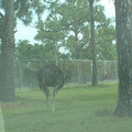 DSCF0085.JPG