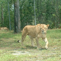 DSCF0087.JPG