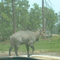 DSCF0099.JPG
