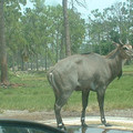 DSCF0100.JPG