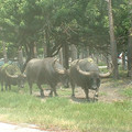 DSCF0103.JPG
