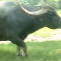 DSCF0105.JPG