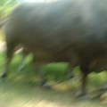 DSCF0106.JPG