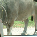 DSCF0116.JPG