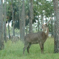 DSCF0118.JPG