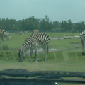 DSCF0122.JPG