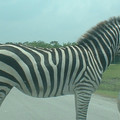 DSCF0124.JPG