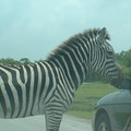 DSCF0125.JPG