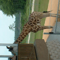 DSCF0144.JPG