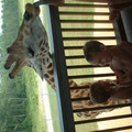 DSCF0148.JPG