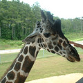 DSCF0154.JPG