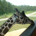 DSCF0155.JPG