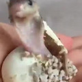 baby cobra.mp4