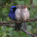 blue male fairy wren.mp4