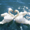 swans.jpg