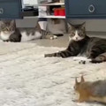 Cats for Happiness. - My cats have always been obsessed with chasing squirrels. One got int... [2064867375741345792].mp4