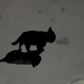 Science girl - Which one is the shadow [1985250575110524928].mp4