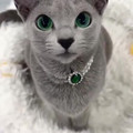 Sunlit_Rain-Gorgeous_Russian_blue_cat_They_have_emerald_green_eyes_1806304007532531712_.mp4