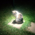 religion-related-cat-pics-80-663a2d311f1a8__700.jpg