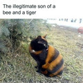 striped cat.jpg