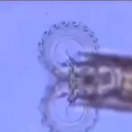 Science Magazine - The microorganism has a chainsaw like mouth [2087073844632907776].mp4