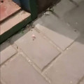 Science girl - An ant going home with a flower 🌸 [2089631264479281152].mp4