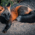 cross fox.jpg