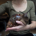 snail.jpg
