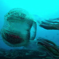 spotted box jellyfish.mp4