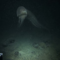Deep Ocean World deepoceanworld Instagram reel.mp4