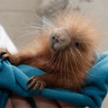 050428_babyporcupine.jpg
