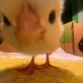 Pov： youre the new ‚chick’ #foryou #chicken #chickens #cute #animal #foryoupage #relatable #recommendations  [7401864611076623649].mp4