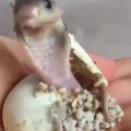 The birth of a baby cobra.mp4