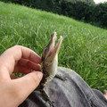 alligator.jpg