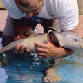 baby dolphin.jpg